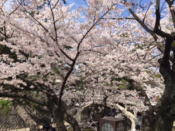 お花見②.jpg